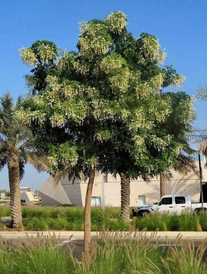 🌿 السلام عليكم ورحمة الله وبركاته 🌿
أهلًا وسهلًا بأحلى متابعين 🌸💚

🌱   توفرت شجرة ملنجتونيا العطرية
✨ إذا تحبون الأشجار اللي تجمع بين الجمال والرائحة العطرة… فهذي الشجرة تستحق اهتمامكم! 😍🌿
وبسعر ١٢ الف
🌿العنوان / بابل المحاويل 
🌿للحجز والاستفسار يرجى مراسله الصفحه او واتساب ***********
🌿 يتوفر لدينا خدمه توصيل لجميع محافظات العراق 🚛 

الاسم النباتي: ميلينجتونيا هورتنسيس
الاسماء الشائعه ..شجرة الياسمين أو شجرة الفلين الهندية، وهي شجرة عطرية فواحة جدا من اجمل الاشجار 🌳🌳التي تزينت بها 🌾دبي وكل الامارات العربية المتحدة حديثا و العديد من دول الخليج و غيرها لقوة تحملها للظروف القاسيه وهي شجرة بيئية جميلة سبقنا اليها الكثير فهي ناجحة في كل الدول المحيطة بِنَا دخلت إلينا عن طريق البذور ونتمنى ان تحرص المشاتل على استنباتها لجمالها ورائحتها العبقة الجميلة ولمنافعها الطبية الهائلة وفائدتها الاقتصادية فهي تدخل بصناعة العطور ولقدرتها على تحمل المناخ القاسي...
موطنها:  آسيا وجنوب شرق آسيا.
رعايتها: هي شجرة سهلة العناية.  يجب أن تكون التربة جيدة التصريف وخصبة أيضًا.  فيما يتعلق بالتغذية ، كما أنها تتحمل الملوحة🥴🥴 ويمكن تقليمها بسهولة. من الأفضل دائمًا إبقاء التربة رطبة قليلاً💦💦.

نص مكتوب في الصور:
- PHOTO: TUEANG
- ชื่อ : Millingtonia hortensis L. f. mydokhome.com