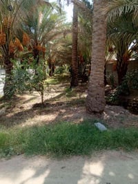 كربلاء الحسينيه • ٤٠٠م • ارض