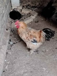 ٣ ديوجه • مضرب براهمه • كربلاء عمود 80
