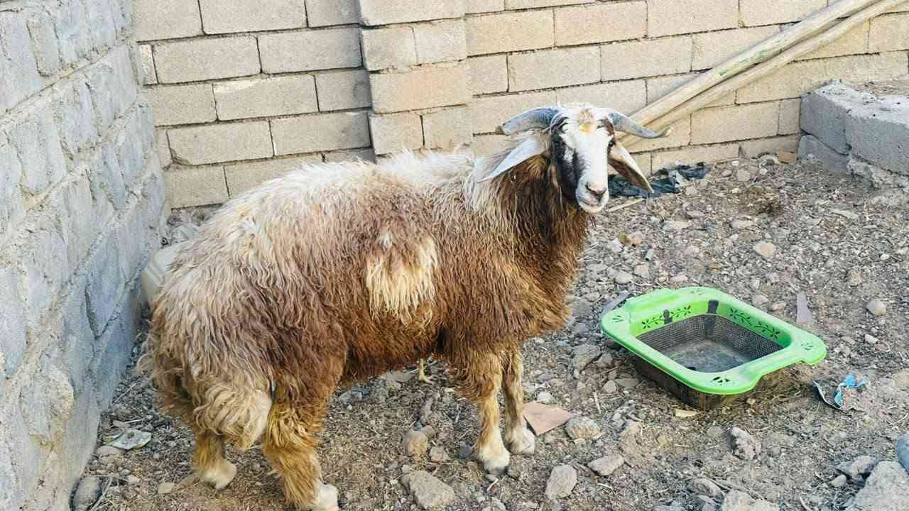 السلام عليكم طلي ربط مال بيت للبيع  المكان ناحيه القياره قريه الحود سعر ع رقم ***********
