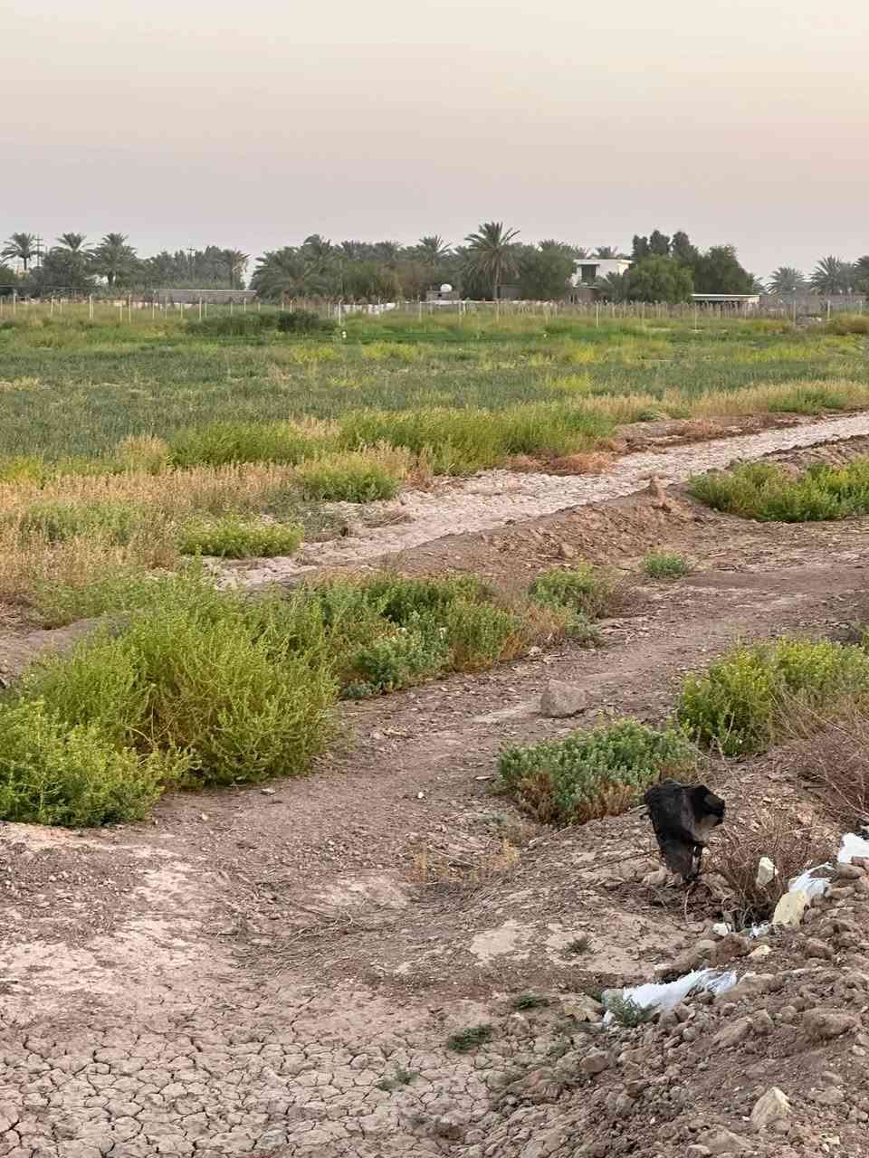 دوانم زراعي طابو سند ٢٥ على عقار البياع موقعهن بغداد الكرخ خلف تقاطع الدرويش وخلف تراث المعالف منطقة الدوانم قرية بني حجيم مجاور مقاطعة ١٠/٣   المساحات الموجودة. ١٠ دونم و٥ دونم ودونم و٢٠٠٠ م و١٠٠٠ م و٥٠٠ م حسب الطالب  للاستفسار 
***********
***********
