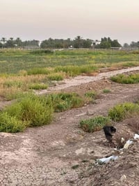 دوانم زراعي • طابو سند ٢٥ • بغداد الكرخ