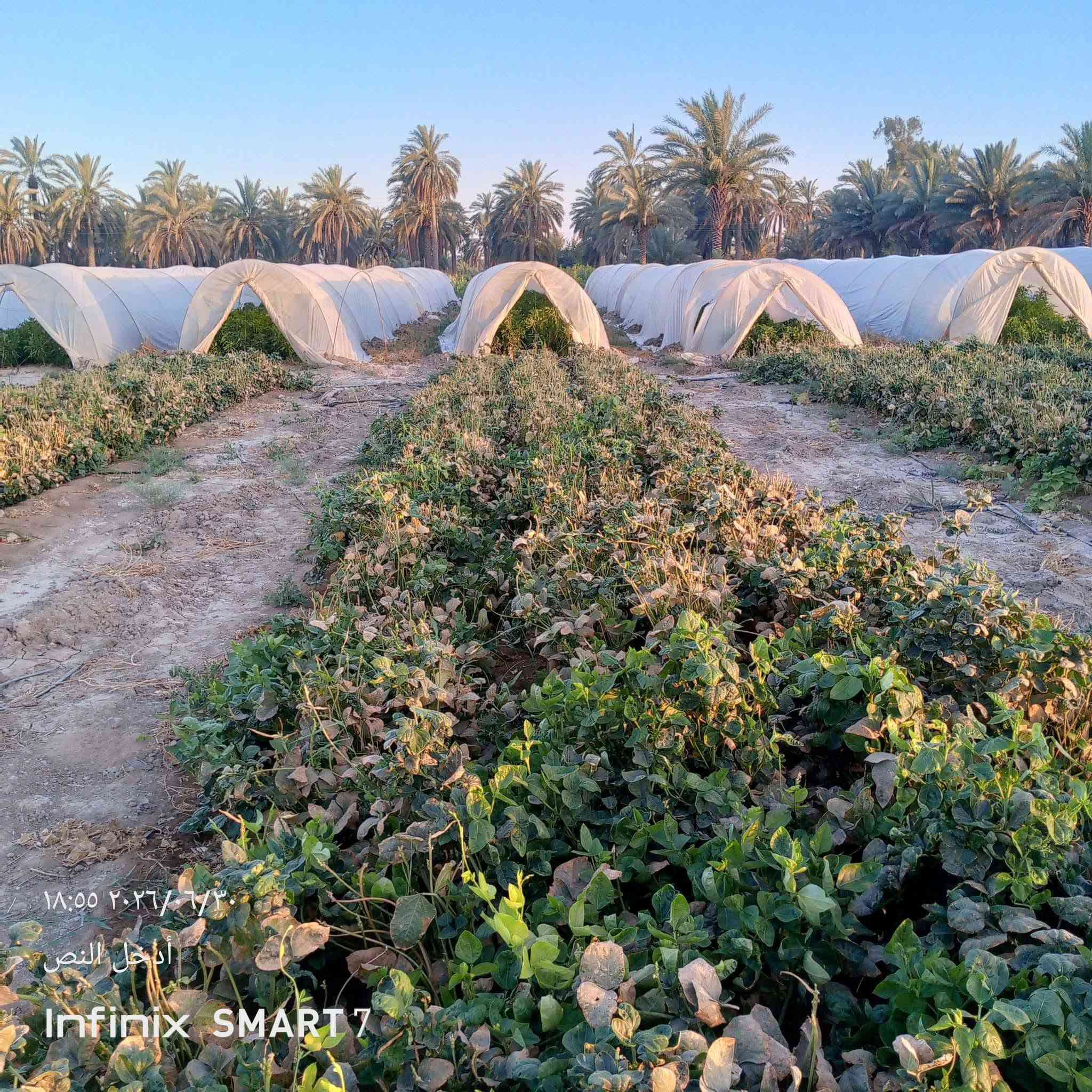دوانم للبيع اللطيفية كيلو 18
تبعد عن جسر القامشلي 600متر خلف محطة الاسراء 
متوفر كافة الخدمات ماء سقي + ماء اساله وكهرباء وطني +سحب
واجهة الدونم الواحد 60متر ونزال 40 للاستفسار *********** ..***********
