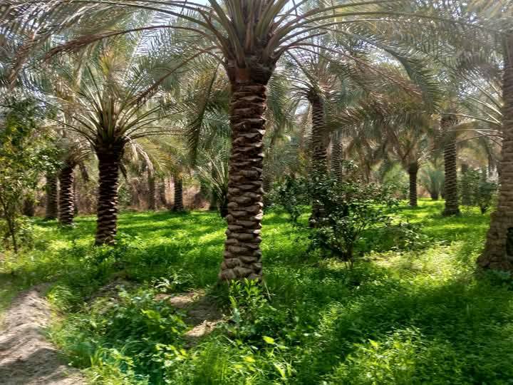 بستان 12دونم طابو صرف ملك 
للاستفسار ***********