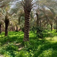 بستان 12دونم طابو صرف ملك  للاستفسار 07811836882
