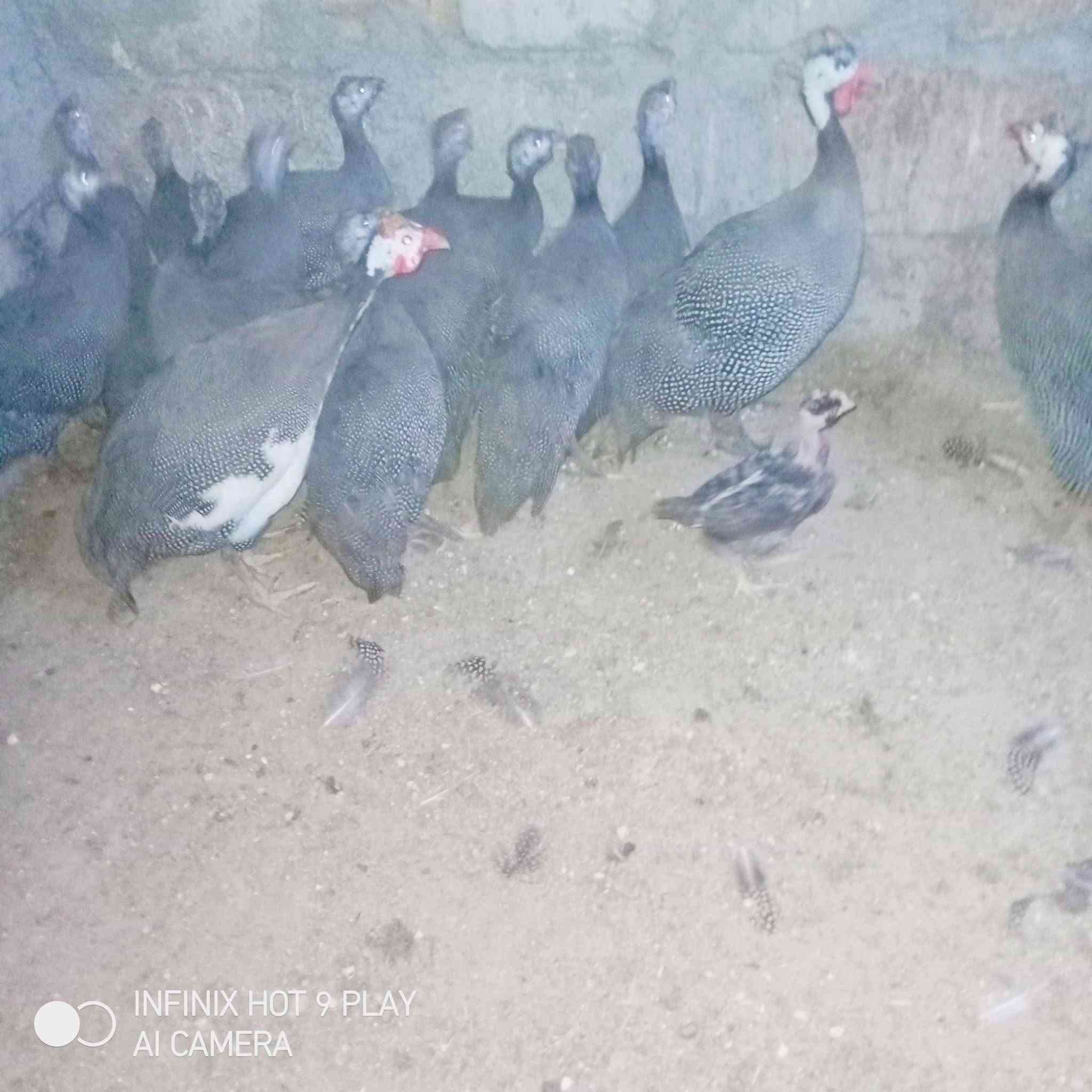 متاح فراريج قبج عدد 16 وحدة مع أربعة كبار سعر زوج شلع ب 25 المكان الشيخ حمد لاتصال ***********
