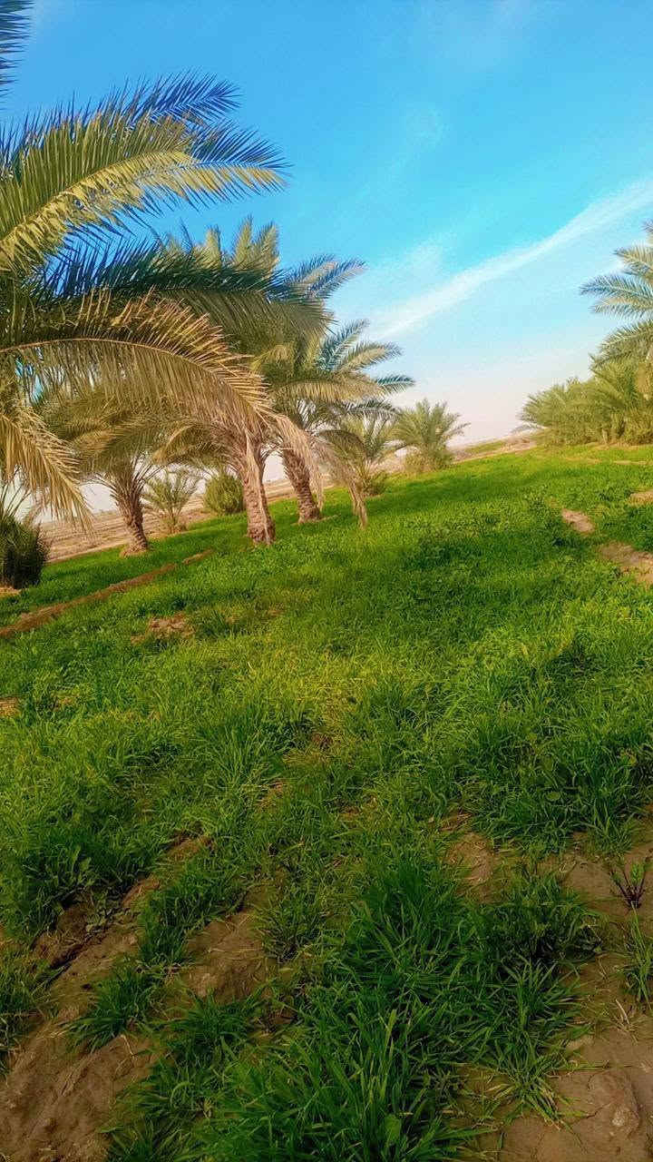كربلاء المقدسة • أرض زراعية • ٢٥دونم