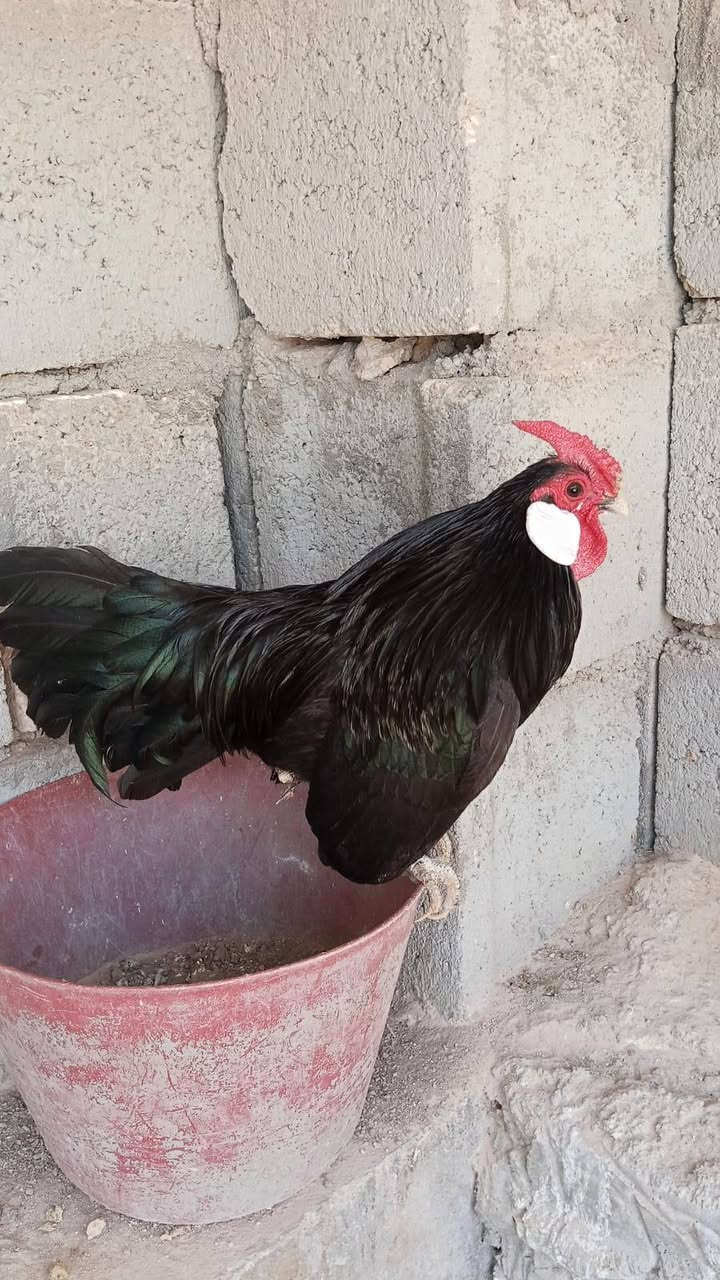 ديج بلتم اسود للبيع
***********
