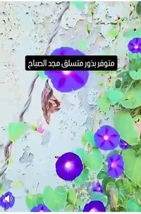 مجد الصباح • بذور وشتلات • السماوه