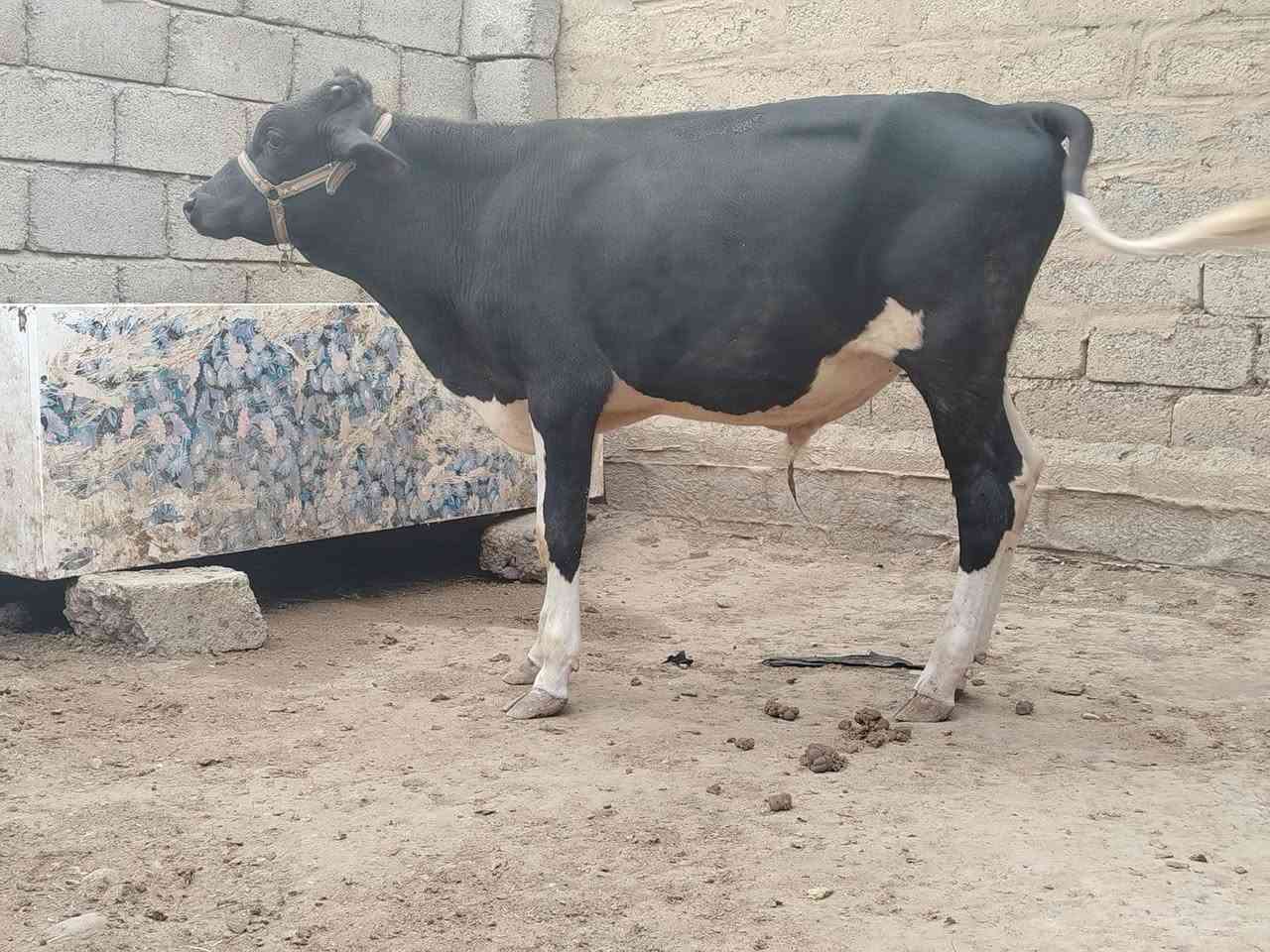 جوز • افرزيات • الشرقاط الخضرانيه