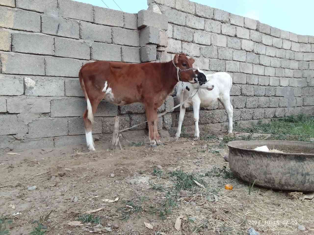 حوليات • درجة أولى • الشرقاط