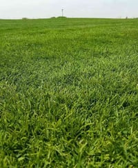 ثيل هندي • ممتاز • توصيل للباب