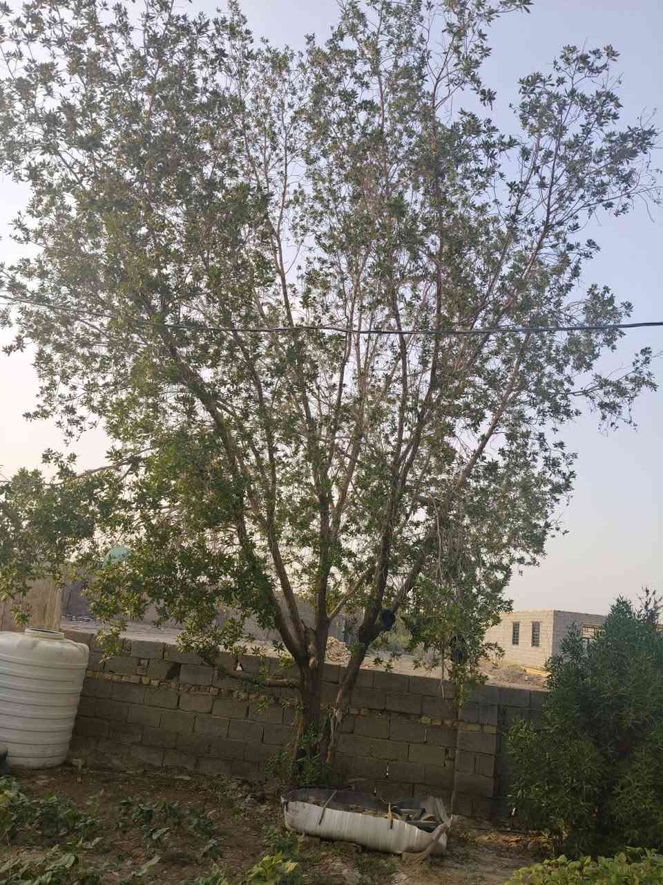 شجرات للبيع اليريدهن يتصل عل الرقم 
***********
