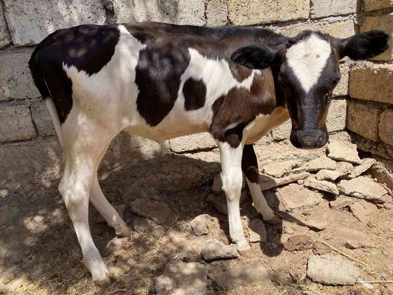 السلام عليكم
حوليات 3 
للبيع 
جنس رقم 1فول فول
اجل فول نصاحه فول شرط حلال رقم واحد 
وين الجنايه
تصال ***********
وتساب ***********
