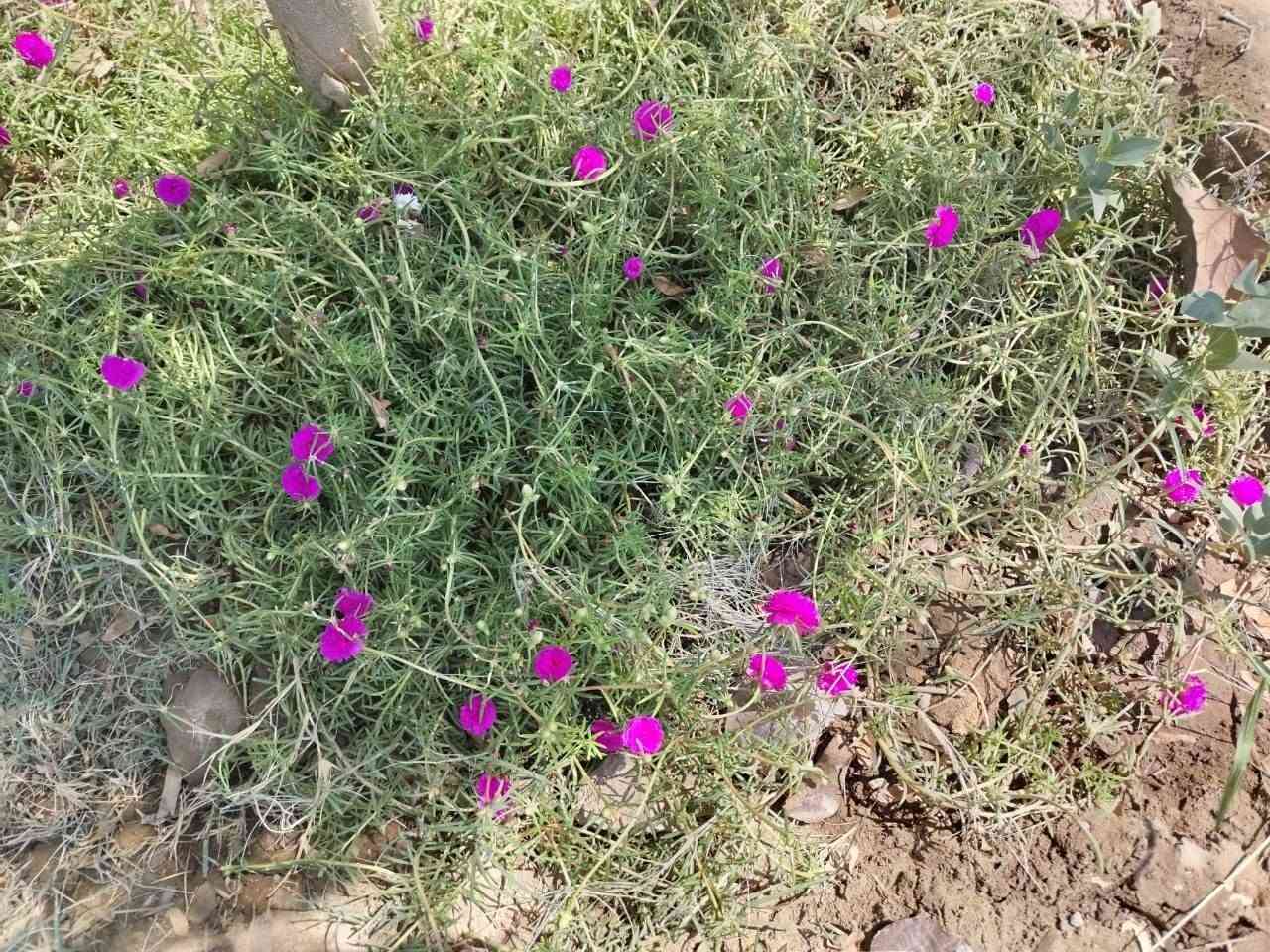 ورد صباح الوان وردي وابيض
ٱخر قطع 💯
وكثافه اجنن كلهم كبار 😍😍توصيل داخل ناحية الحرية مجاني
