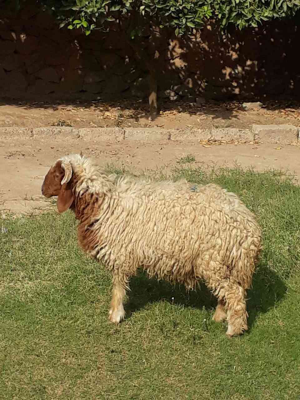 طلي فاخر • عنز شاميه • حي العصري