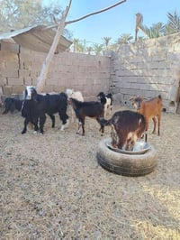 عنز • ٤ فحل • الكروه على المشتري