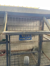 قفص طيور • تعليگ • قابل تفاوض