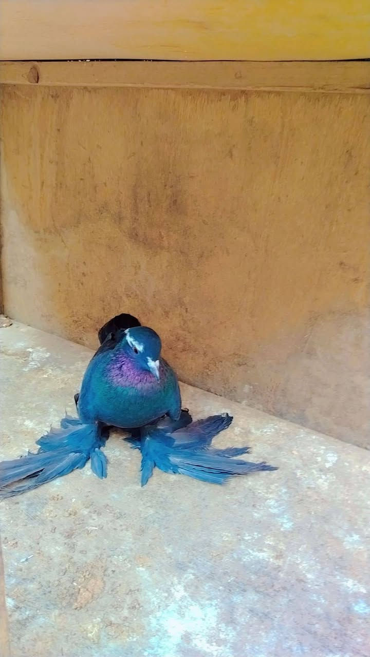 طيره • مدينة الصدر بغداد