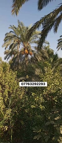 نص دونم • المدائن التويثه • واجهة 20م