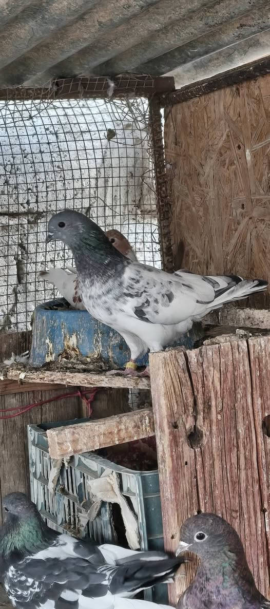 للبيع شلع
سعر ٩الف
***********
