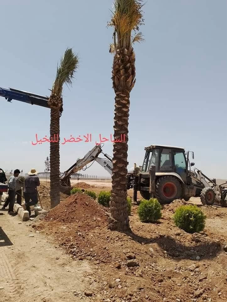 🌴 بسم الله الرحمن الرحيم 🌴

✨ إن شاء الله موسم خير وبركة على الجميع ✨

📢 مستعدون لتجهيز جميع دوائر الدولة، وكافة المزارع الخاصة والعامة، بأفضل أنواع فسائل النخيل.

✅ متوفر لدينا جميع الأحجام والأصناف:

🌴 العمراني • البرحي • مكتوم • الخستاوي • القيطاس • الجمالي • الأشرصي • الأبرين • الحمراوي • الشكر • الأشويثي الأصفر

🚚 متوفر خدمة توصيل إلى جميع محافظات العراق.

📞 للحجز والاستفسار، يرجى مراسلة الصفحة أو الاتصال على الأرقام التالية:

📱 ***********
📱 ***********
📱 ***********

🌴 نسأل الله لكم موسمًا زراعيًا مباركًا ورزقًا وفيرًا.

نص مكتوب في الصور:
- الساحل الاخصر للنخيل