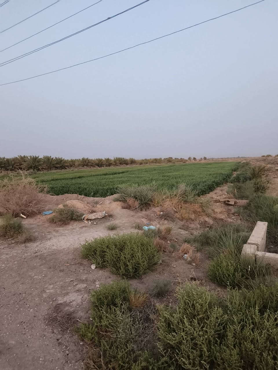 ١١ دونم • سند ٢٥ زراعي • طريق الديوانية-النجف
