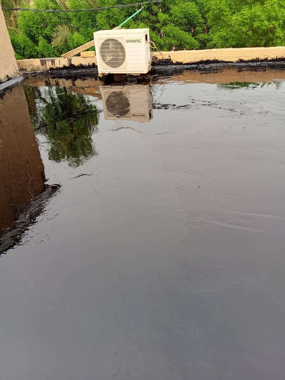 ماستك • زفت دهني • خلفه