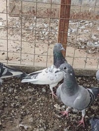 تك طيره • كراس العيون • شرط المطيار