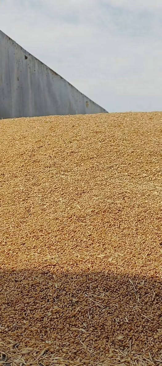 حنطة • بنت المغلف • بيزنطية