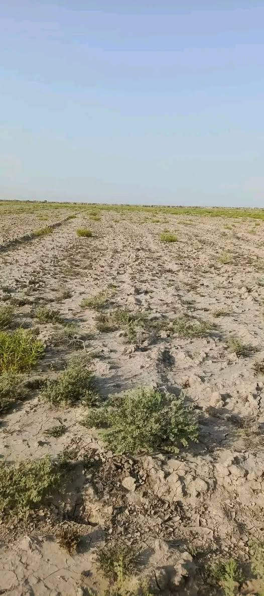 أرض • ٨٠ دونم • واسط الاحرار