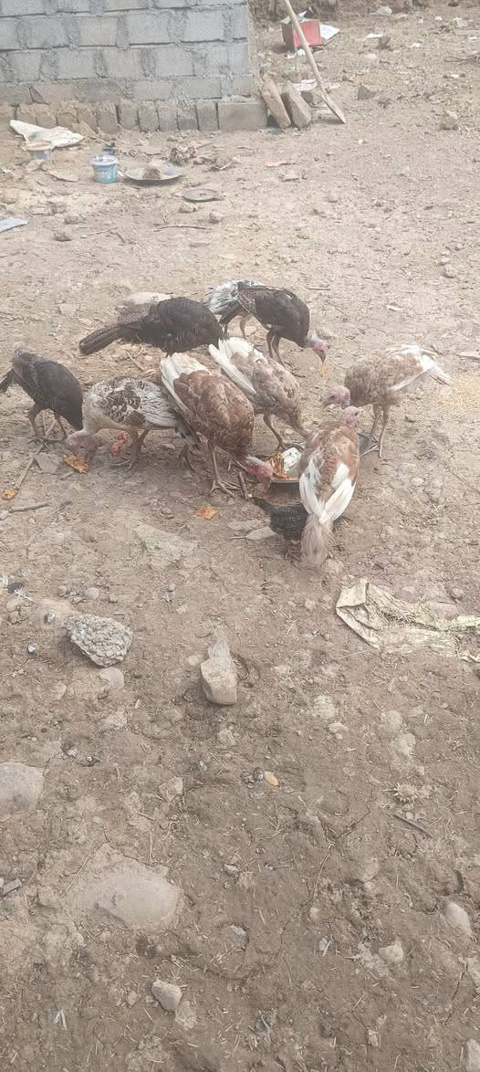 بصراويه • ١١ فروجه • ديوك ونثايه