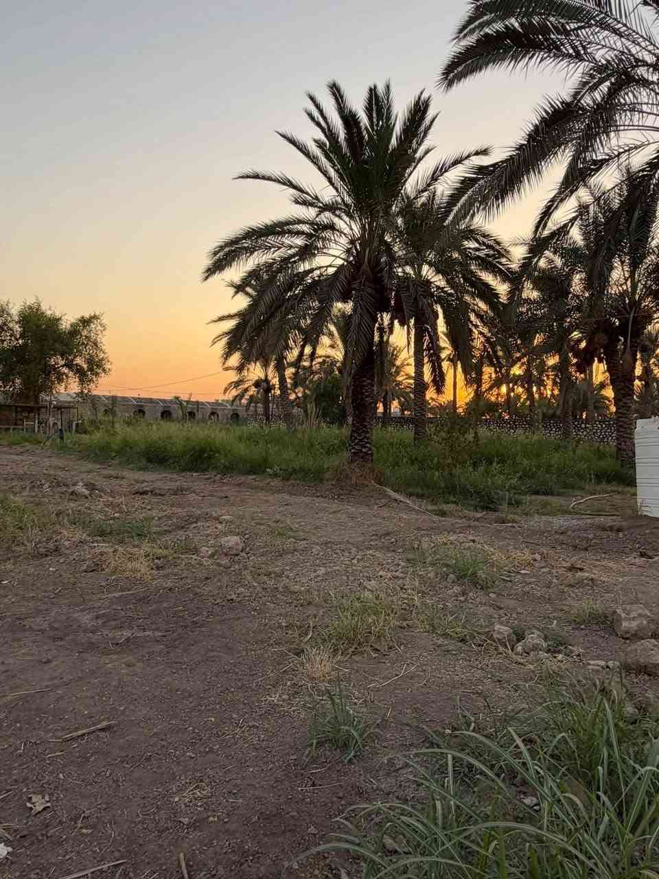 نص دونم للبيع
المدائن منطقه التويثه قرب شارع سيد علي 
واجهه 20 خدمات كامله ماء تبليط كهرباء 
يصلح سكن او مزرعه بي انواع النخيل
 للاستفسار الاتصال ***********
