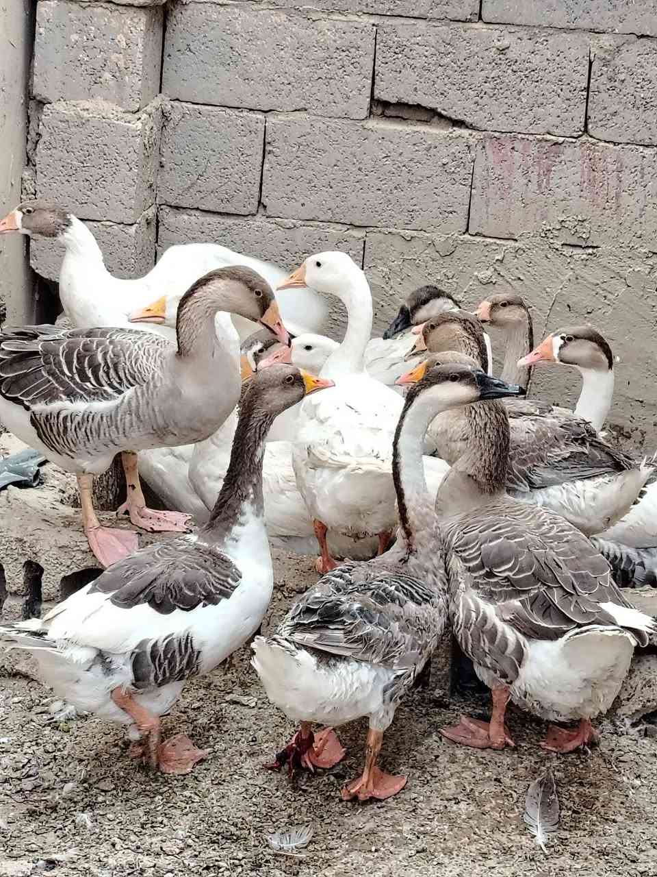 ابطوط • نثيه وفحل • ١٠ قطع