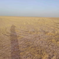 أرض • ام گهوه • ٢٢دونم