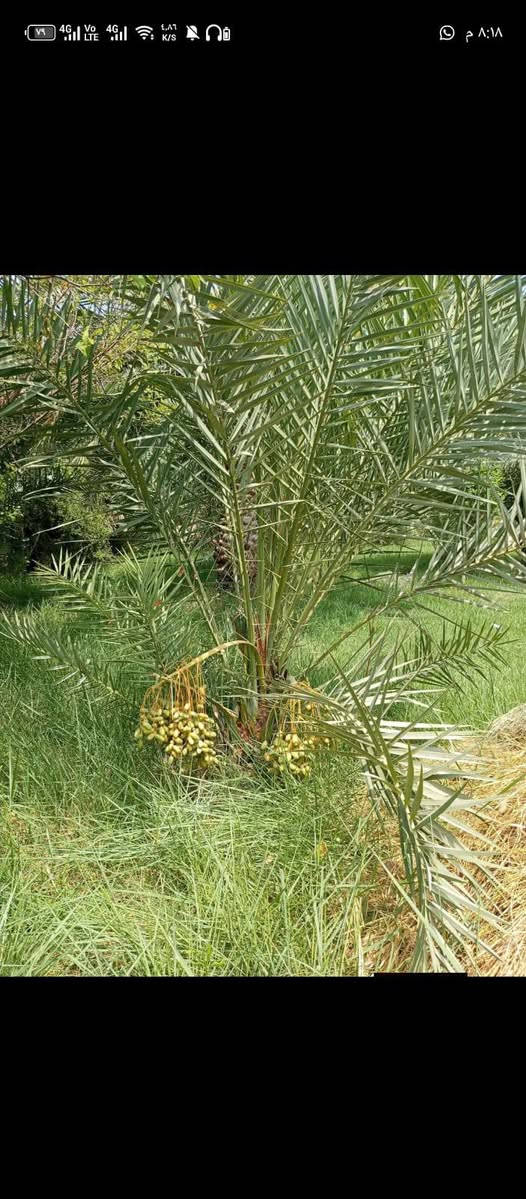 السلام عليكم منو محتاج حدقجي تنظيف وترتيب حدايق وتقليم الاشجار  قلع الثيل او حرث تكريب نخل وعلاج وتسميد  يتصل على  رقم التالي او مراسلة الصفحه  ممكن رفع منشور ومن الله التوفيق أو تصال ‏‪‏‪***********
