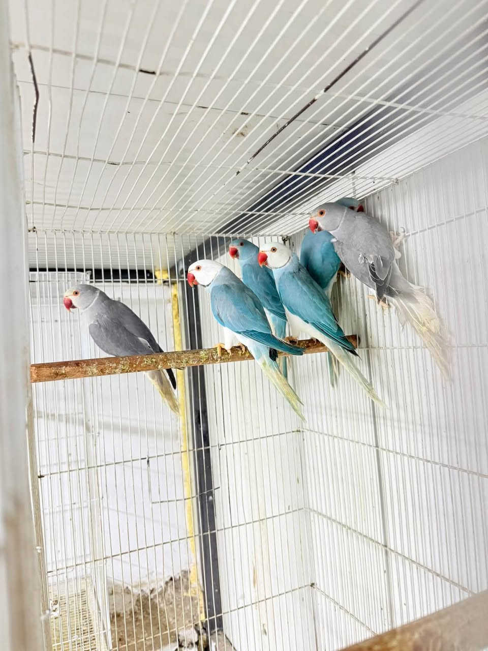 متاح درات هندي مال تكاثر / ***********
