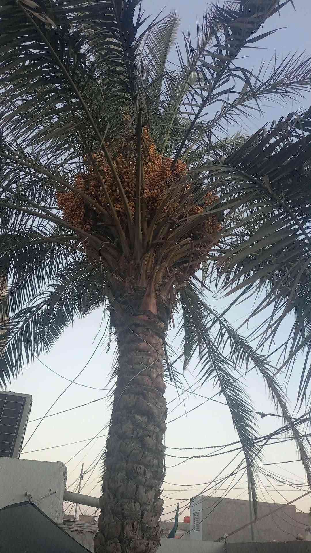 البيت 120م شليمان بحي ميسان قطاع 23 بي غرفتين وصالة واستقبال ومطبخ وحديقة وحمامين البيت واجهة 6م النزال 20 عرض الشارع 8م
