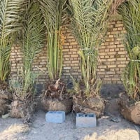 بريم • توصيل المحافظات • جميع الأنواع