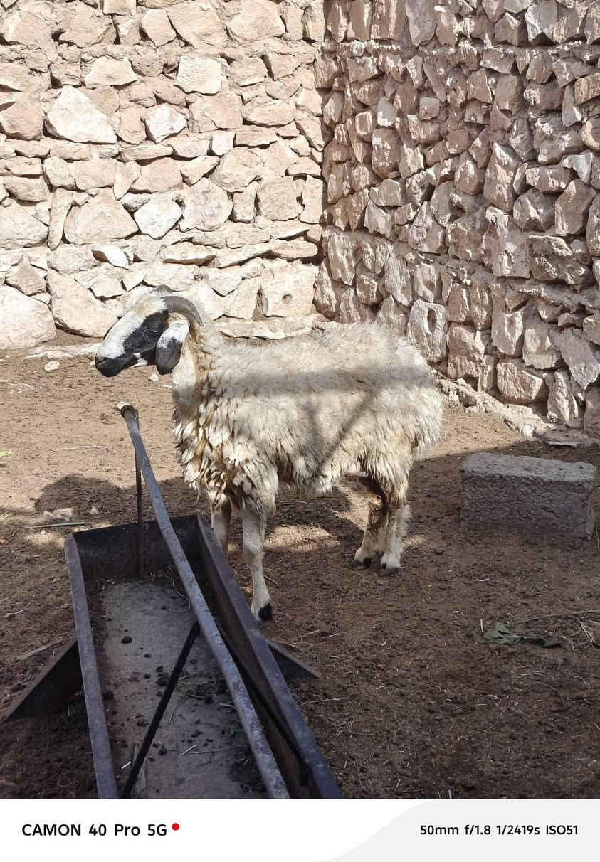 بروانه سنجك • حلايب • توصيل
