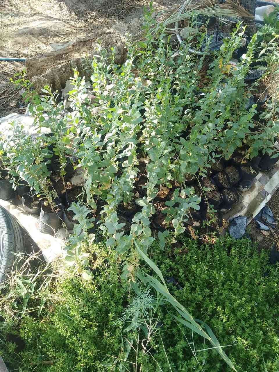 مكلف بالنشر
متوفر شجر السدر باسعار مناسبة ونوعية جيدة
سعر الشتلة الواحدة الف ونص واذا بكميات كبيرة يتساهل بالسعر 
  العنوان: البصره    قضاء المدينه     منطقة الجلال 
للتواصل الاتصال على الرقم  *********** 
ابو احمد
