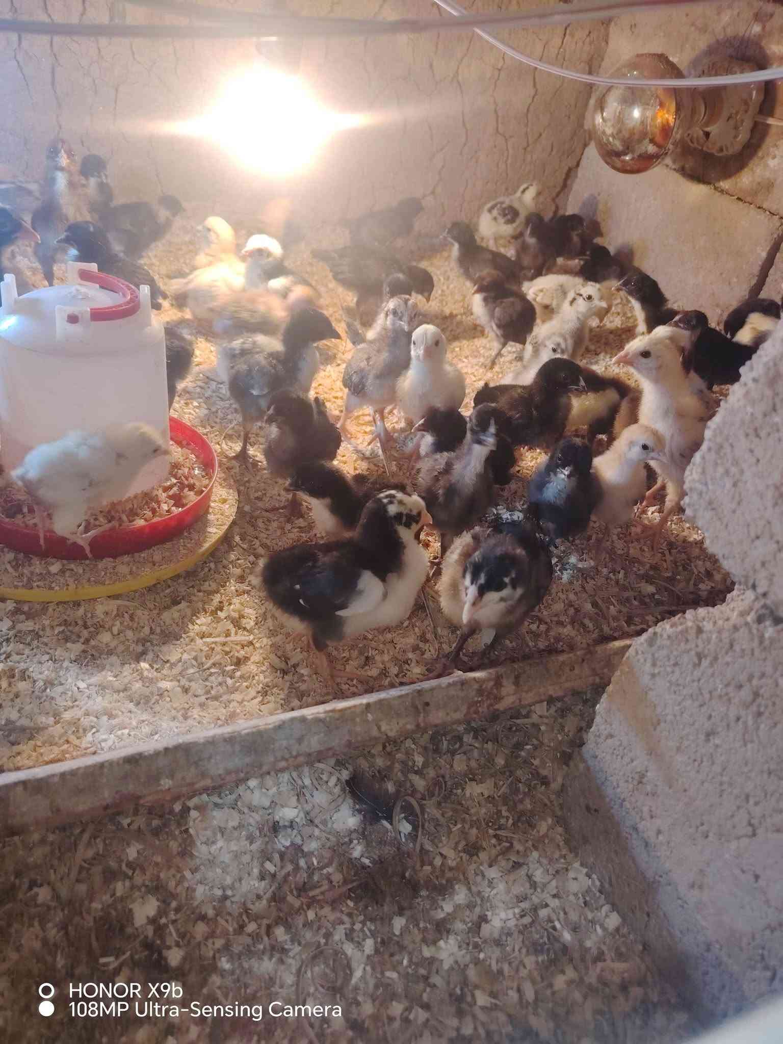 افراخ دجاج • دجاج عرب • صحة ونشاط