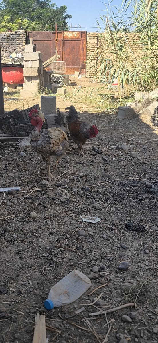 ديوك • ابو ركيبة • رصاصي