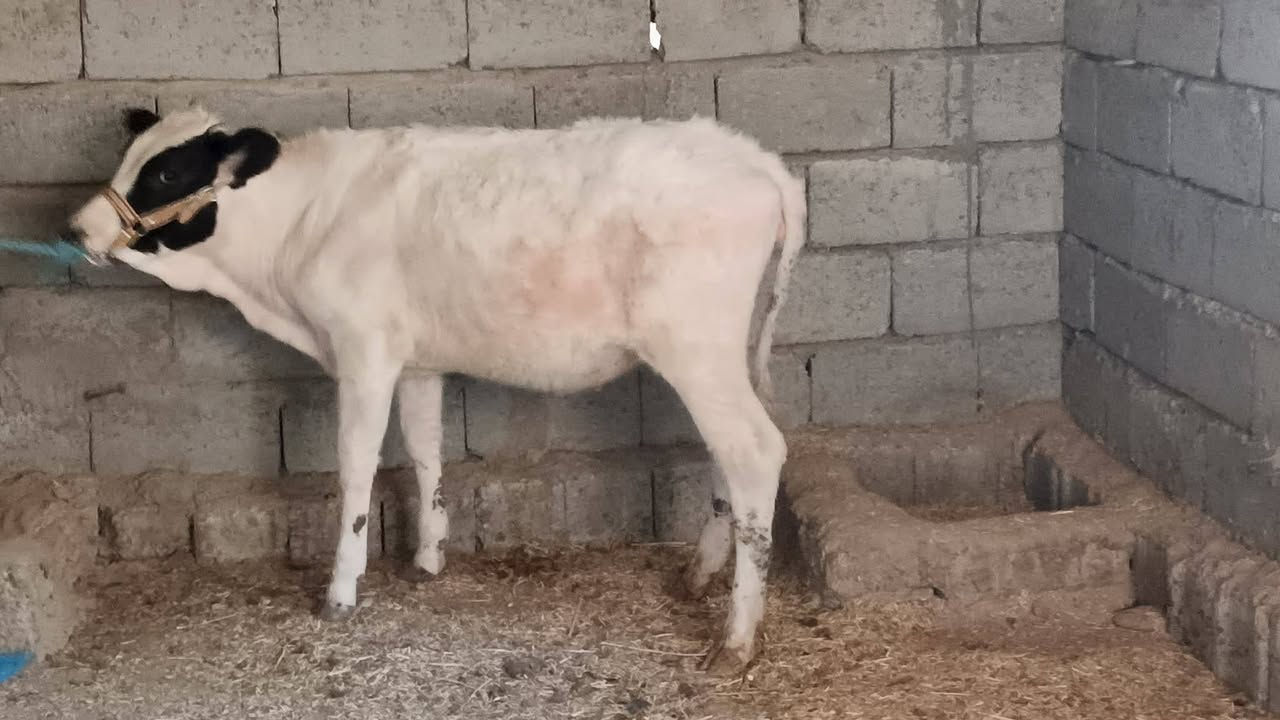 السلام عليكم للبيع بچر جنس اصليه ترهم ربط وجنيه وشرط النصاحه والاچل السعر مليون و270وبها مجال قليل الاستفسار الاتصال على الرقم *********** يوجد توصيل حسب الاتفاق
