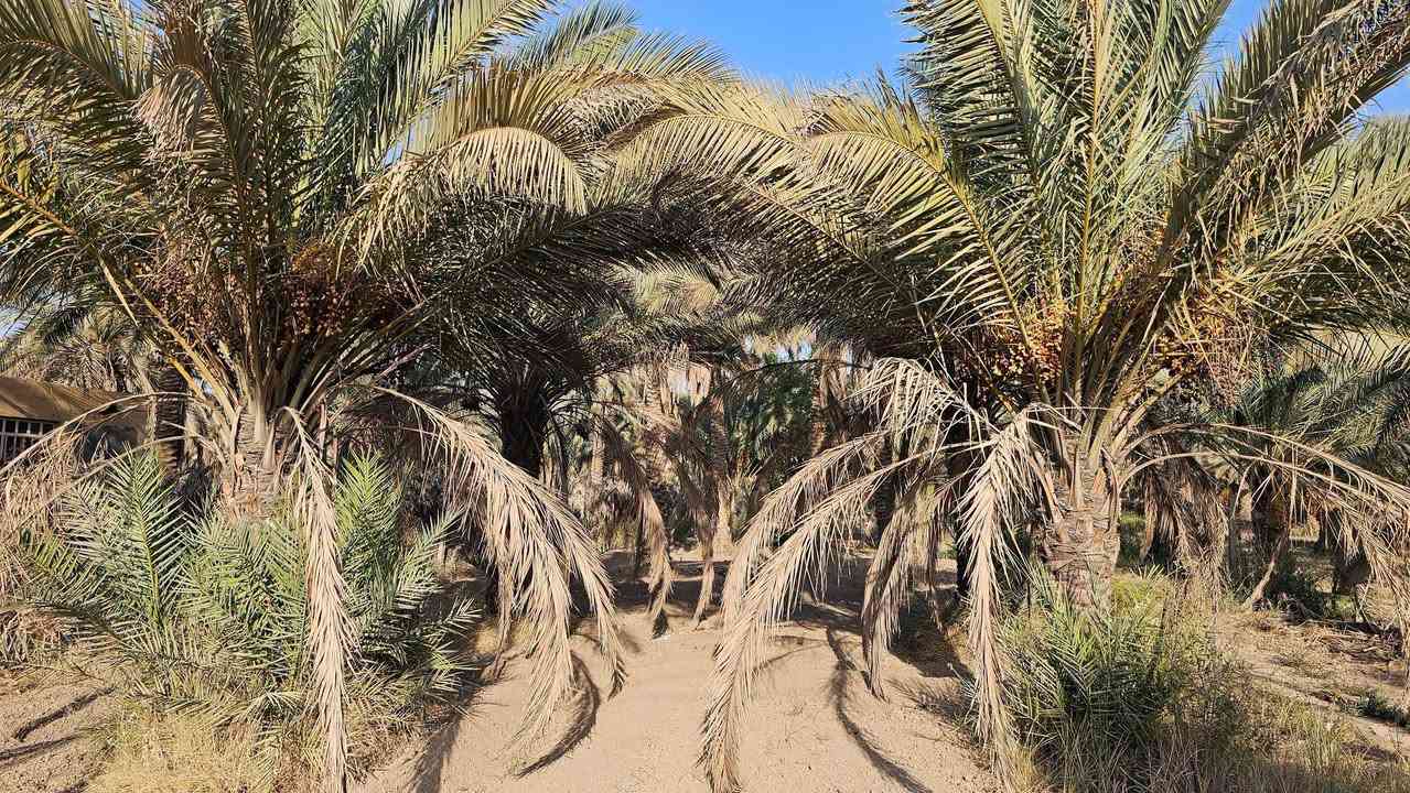 ✅️عقار مميز في كربلاء
دونم للبيع مساحة 2360 م 
واجهه 17 متر نزال 140 متر 
وجه على بزل رئيسي مباشر 
طابو سند 25  تحويل بالطابو 

️متوفرة كافة الخدمات
تبليط، ماء، كهرباء، مدارس 
يصلح سكن أو حسينية للزوار 

️الموقع كربلاء - شارع رابط 
الزبيلية( قرب سيطرة الإبراهيمية )
موقع راقي ثاني دونم عن التجاري 
يبعد من مركز مدينة كربلاء 9 كيلو 

#السعر 250 مليون  @أبرز المعجبين 

☎️ إتصل الآن:  ‏‪***********
