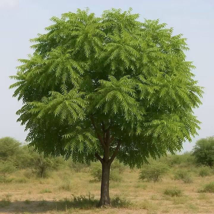 السلام عليكم ورحمة الله وبركاته 🌷
🌿 من مشتل أوركيد الخضراء نشارككم اليوم واحدة من أجمل الأشجار وأكثرها فائدة: شجرة النِّيم 💚

🌿 شجرة النِّيم… خضرة وجمال وفائدة بحديقة بيتك وبأرتفاع اقل المتر تقريبا بسعر 9 الف دينار 
وتعتبر من الأشجار المتحمله للظروف الجوية القاسيه و الطاردة لمختلف أنواع الحشرات
🚛 يتوفر لدينا خدمه توصيل لجميع محافظات العراق 

🏡العنوان بابل /المحاويل 
 🌸 للحجز والاستفسار يرجى مراسله الصفحه
📞واتساب ***********

نص مكتوب في الصور:
- شجرة النيم الإدارة العامة للصيدلة إدارة النباتات الطبية والعطرية وزارة الصحة - ولاية الخرطوم هي شجرة واسعة الأوراق يمكن أن يصل ارتفاعها إلى ٣٠ متر، يستخدم كل من اللحاء والأوراق والبذور وأحياناً يتم استخدام الجذر والزهرة والفاكهة أيضاً الاستخدامات الطبية: له خصائص مضادة للإلتهابات وخافض للحرارة كما لها تأثير طارد للديدان الاستخدامات غير المؤكدة: يستخدم في الأمراض الإلتهابية والحمى (بما في ذلك الملاريا على الرغم من أنها غير مؤكدة ). تُستخدم لإصابة بالديدان ، وعسر الهضم . تفاعل الأدوية: قد يقلل من مستويات الجلوكوز في الدم وبالتالي يجب استخدامه بحذر في مرضى السكري المعتمدون على الأنسولين أو المرضى الذين يتناولون الأدوية المضادة لفرط سكر الدم عن طريق الفم الجرعة: ١-٣ جرام من بدرة الأوراق المجففة ٢-٤ جرام من بدرة لحاء الأوراق مع تحيات إدارة النباتات الطبية والعطرية - الإدارة العامة للصيدلة وزارة الصحة ولاية الخرطوم