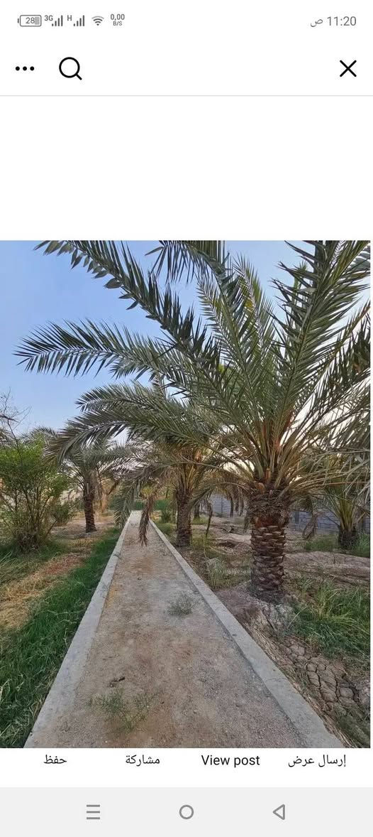🌴 بستان للبيع في أبي الخصيب – محيلة 🌴
المساحة: 1070متر 

 الطابو: صرف، سهم وتحويل مباشر باسم المشتري

 يحتوي على عدد من النخيل والأشجار

 محكم بسياج من جميع الجهات

 يطل على نهر جاري مباشرة

 جميع الخدمات متوفرة

 العنوان: البصرة – أبي الخصيب – محيلة، قرب سوق محيلة ***********

نص مكتوب في الصور:
- 9 من 9
- 8 من 9
- 7 من 9
- 6 من 9
- 11:20 ص حفظ مشاركة View post إرسال عرض