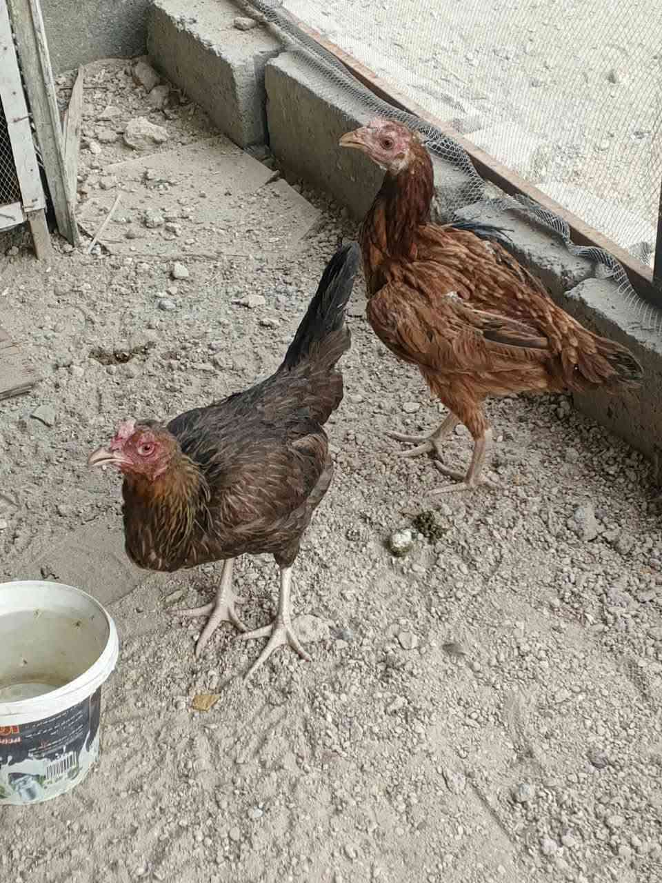 دجاجات • مبياض • مسيب