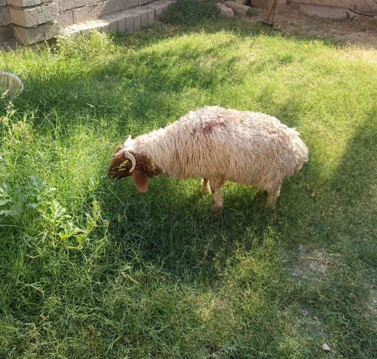 يوجدطلي هرفي فاخرالعنوان بيجي الحي العصري***********
***********
