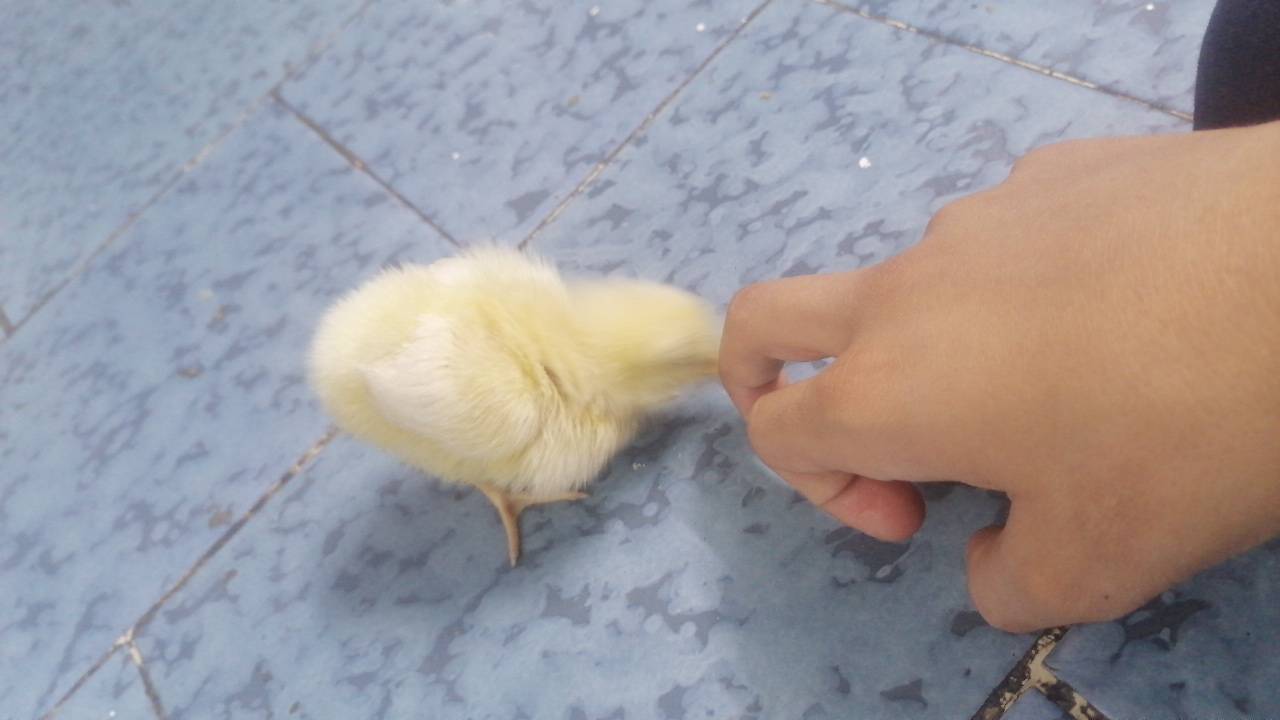 بلاش • مجاني